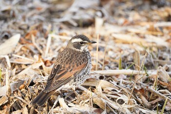 ツグミ 北本自然観察公園 2022年2月3日(木)