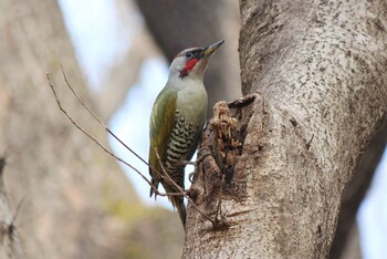 2022年2月5日(土) 野川公園の野鳥観察記録