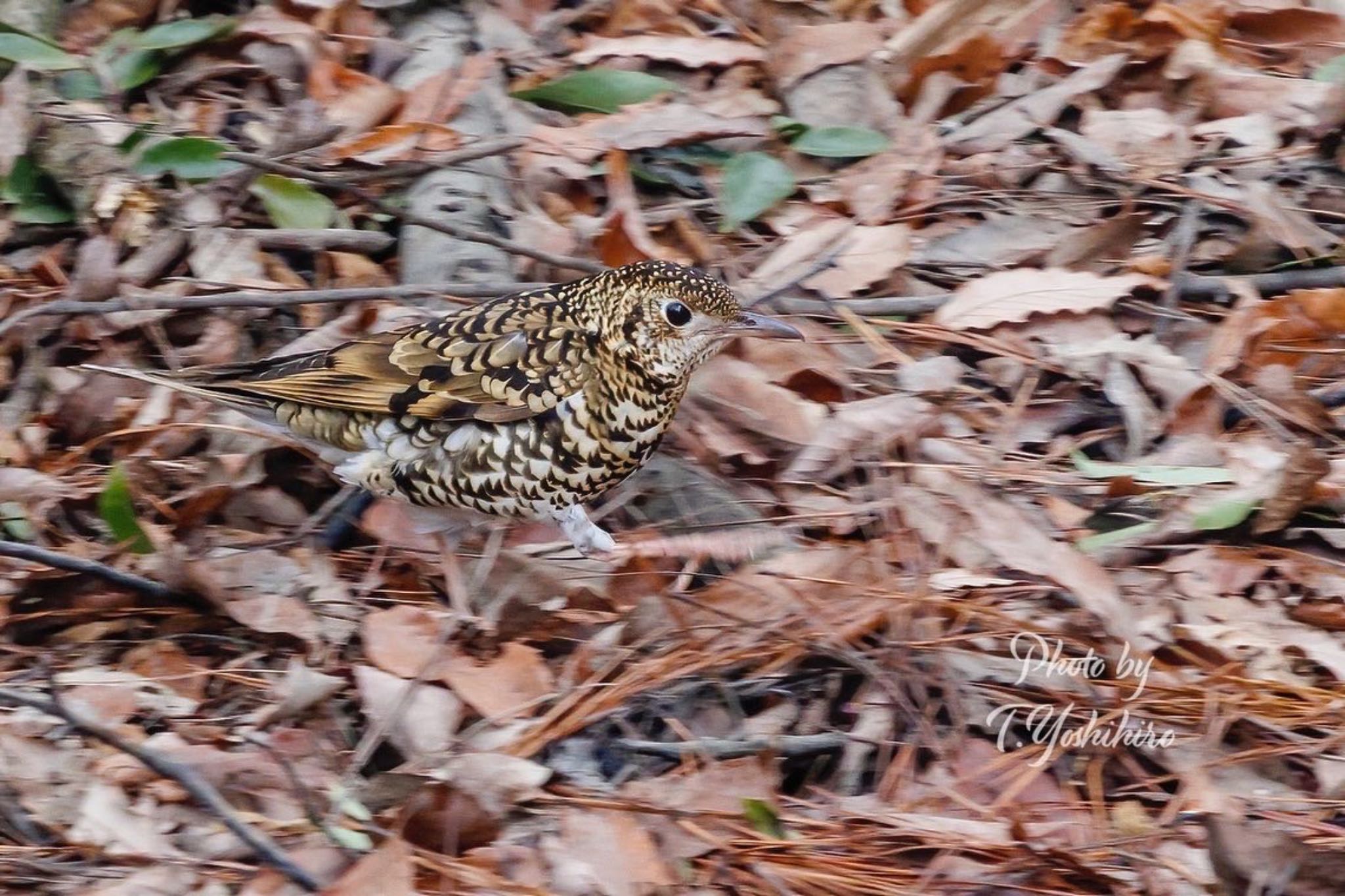 トラツグミ