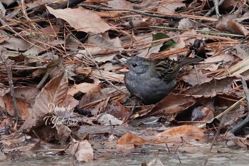 2022年2月5日(土) 北葛城郡の野鳥観察記録