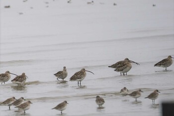 ダイシャクシギ 大授搦(東与賀干潟) 2022年2月2日(水)