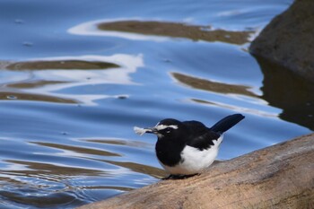 セグロセキレイ 旭公園 2022年2月5日(土)