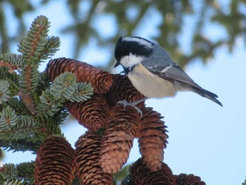 2022年2月5日(土) 真駒内公園の野鳥観察記録