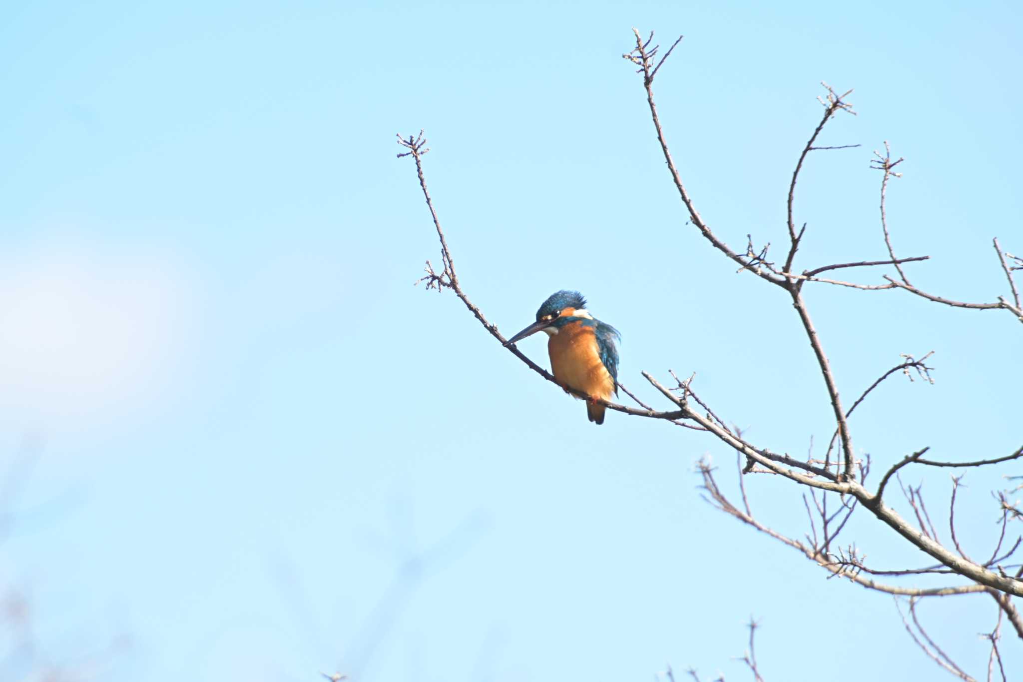 Photo of Common Kingfisher at 佐鳴湖 by kurou