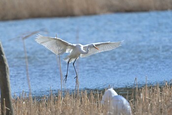 Great Egret 佐鳴湖 Sat, 2/5/2022