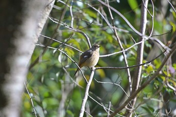 Daurian Redstart 佐鳴湖 Sat, 2/5/2022