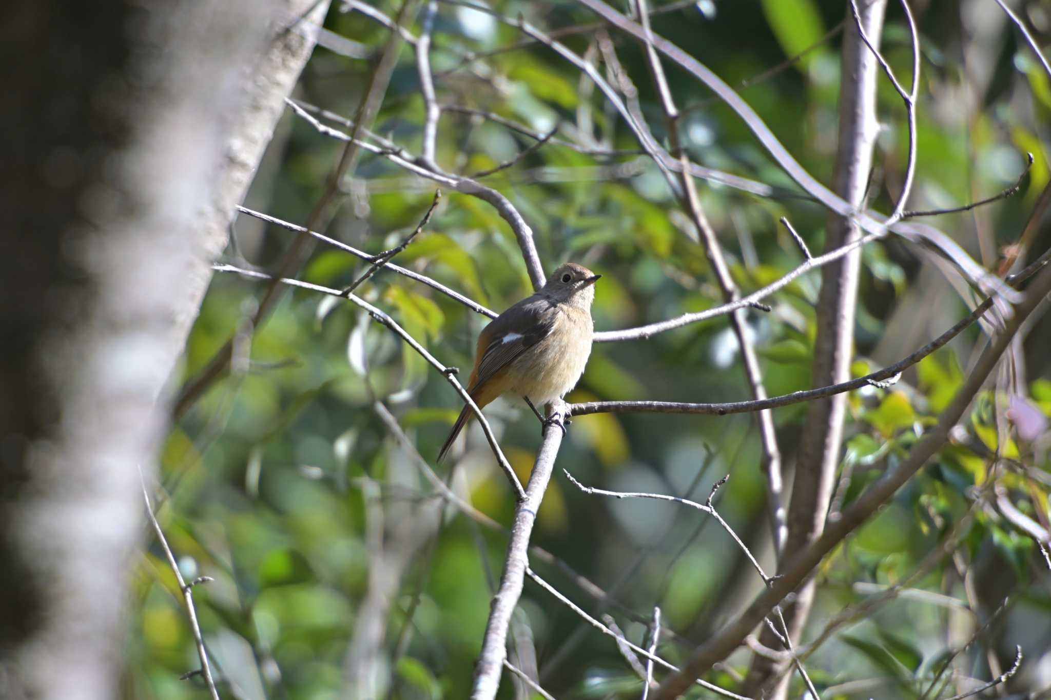 Daurian Redstart