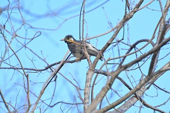 White-cheeked Starling 佐鳴湖 Sat, 2/5/2022