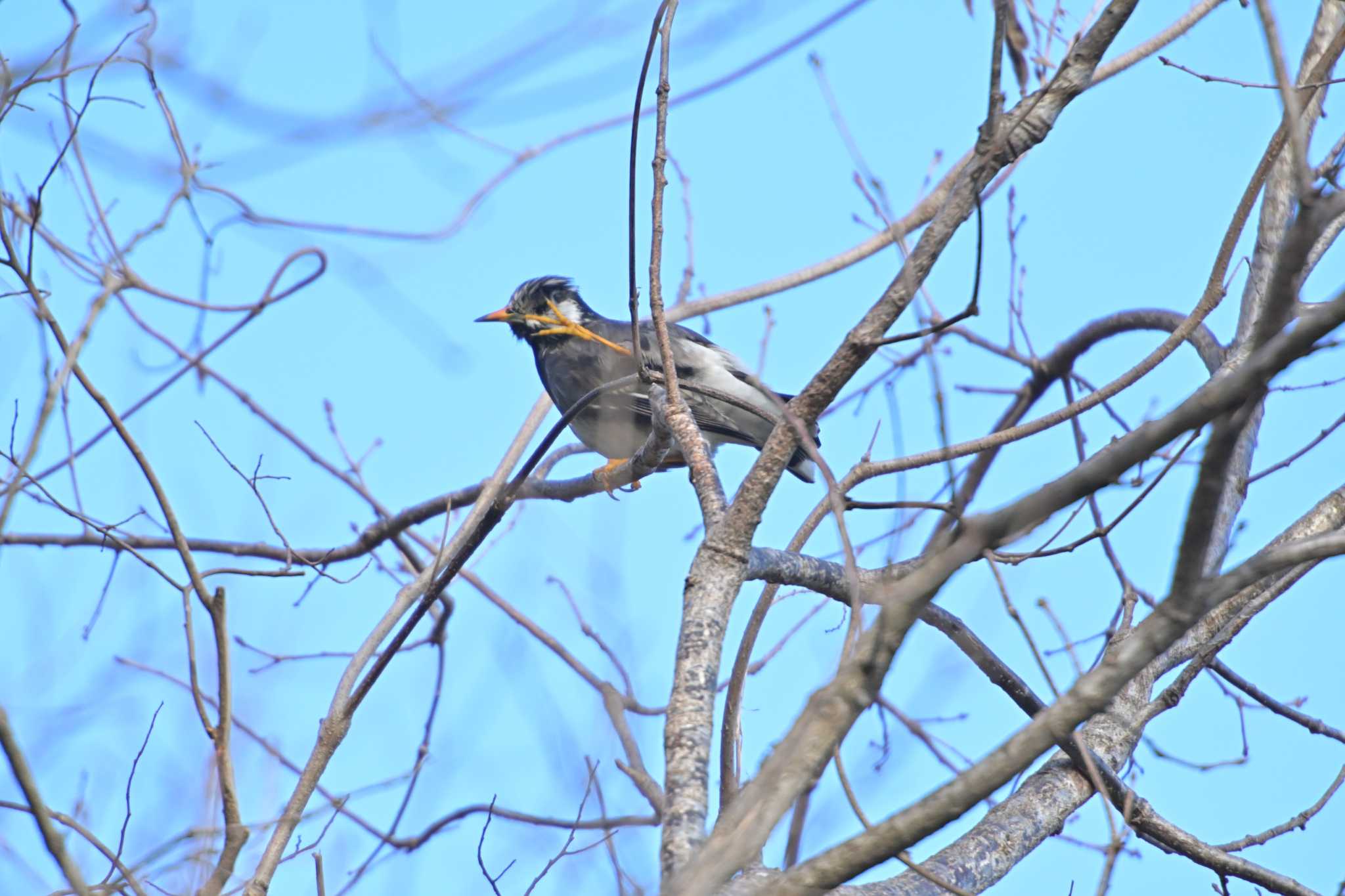 Photo of White-cheeked Starling at 佐鳴湖 by kurou