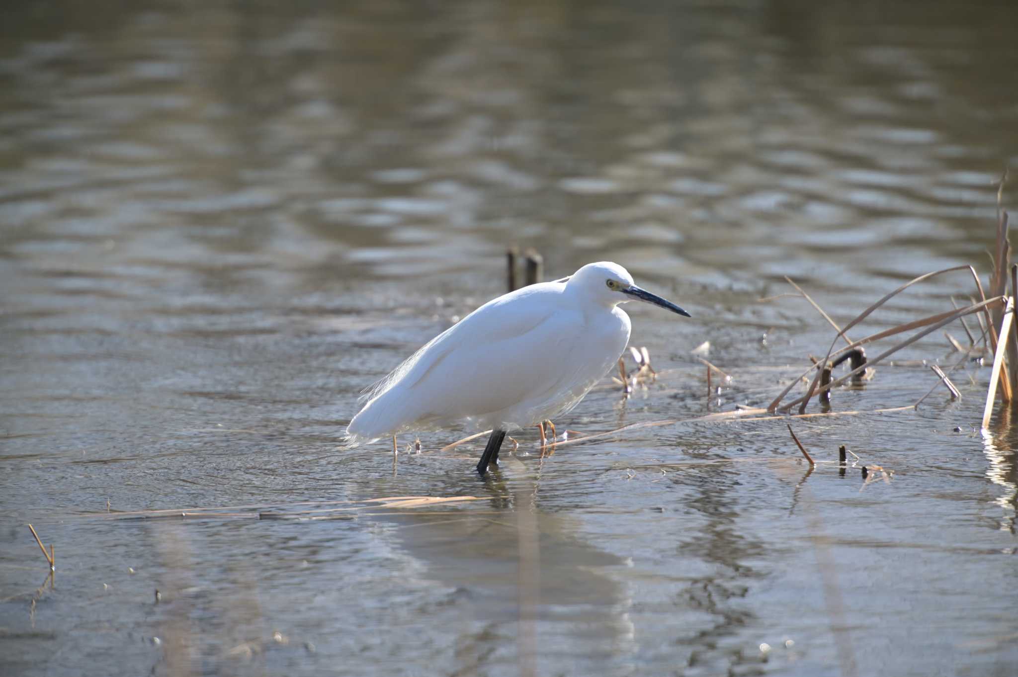 Photo of Little Egret at 佐鳴湖 by kurou