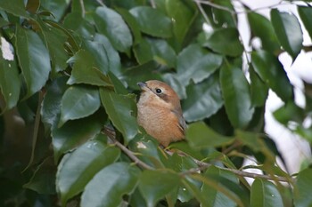 モズ 佐鳴湖 2022年2月5日(土)