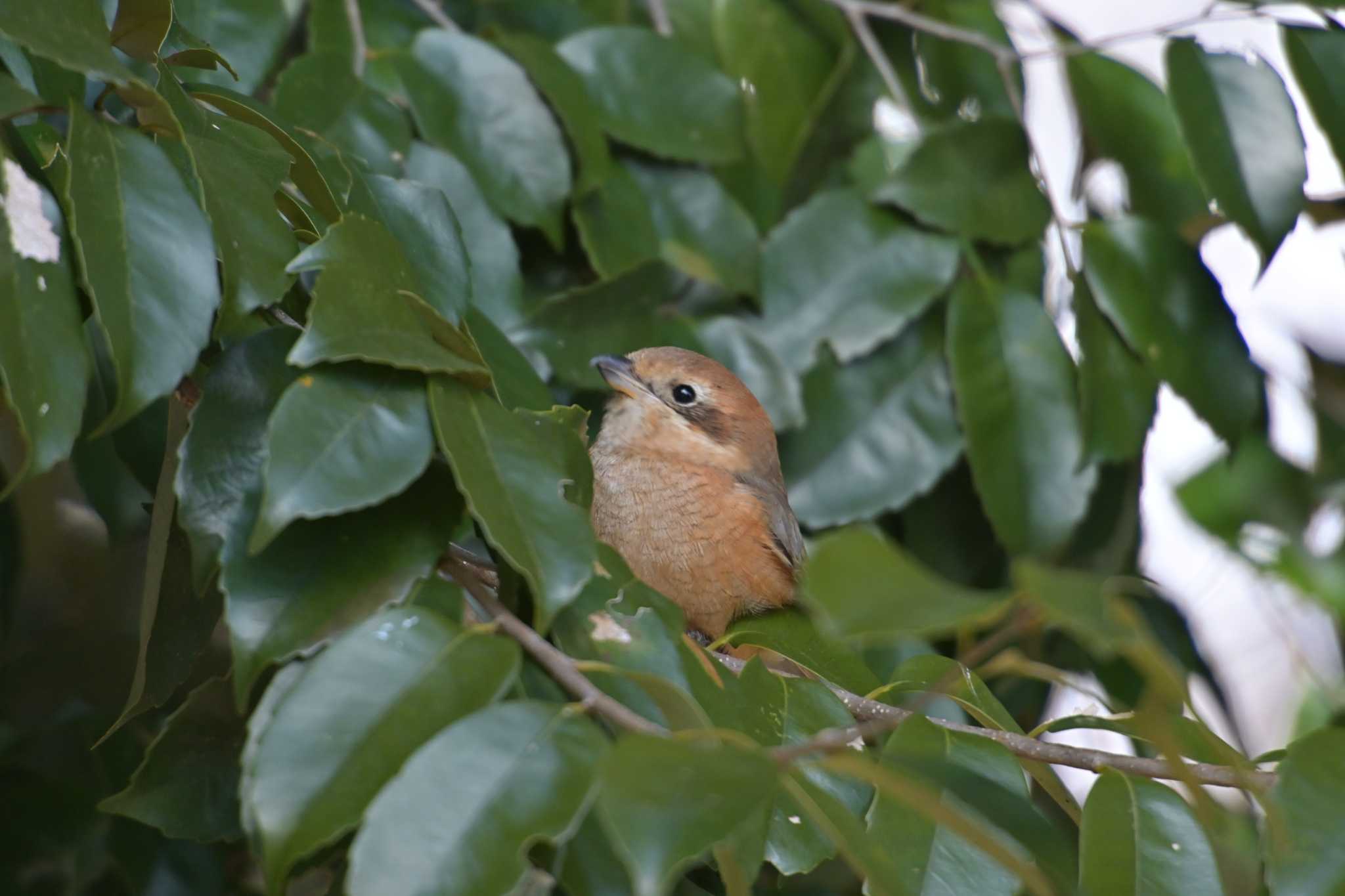 Bull-headed Shrike