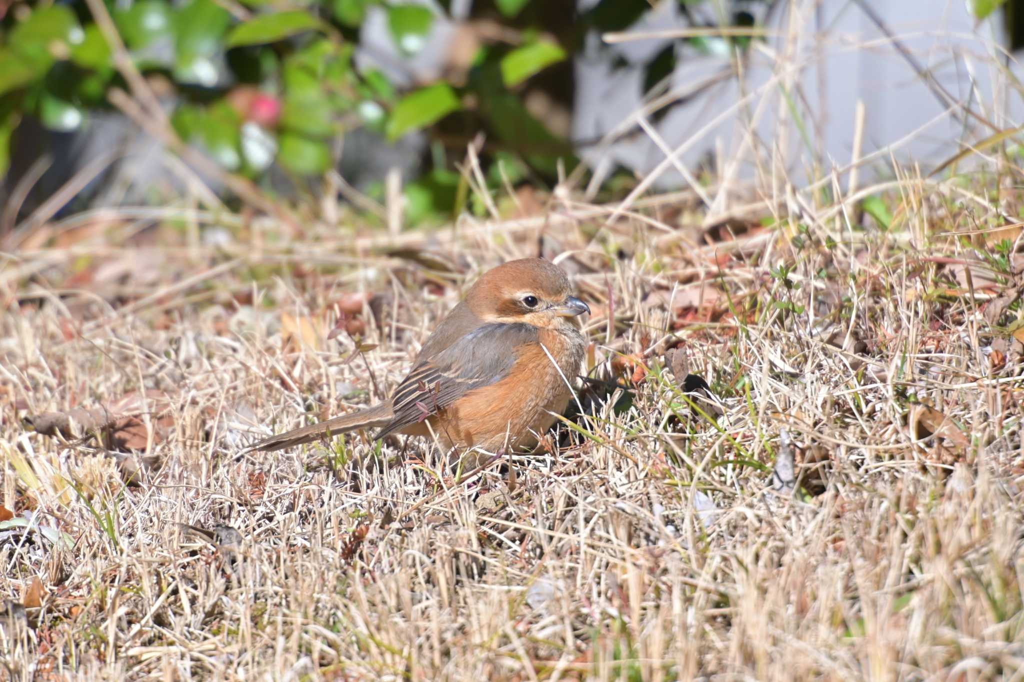 Bull-headed Shrike