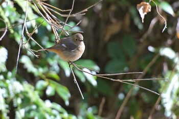 ジョウビタキ 佐鳴湖 2022年2月5日(土)