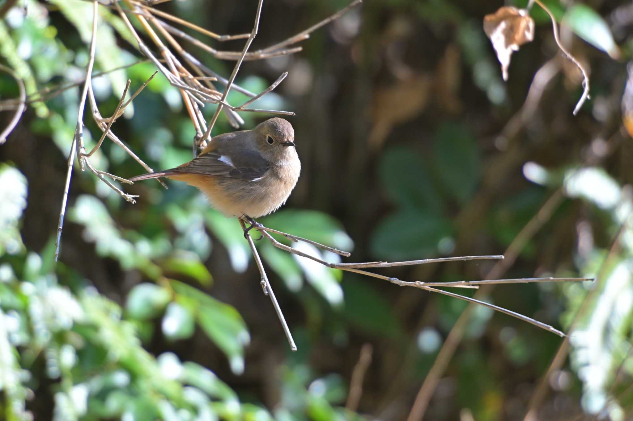 Daurian Redstart