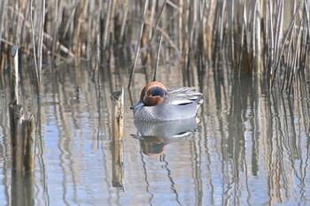 Eurasian Teal 佐鳴湖 Sat, 2/5/2022