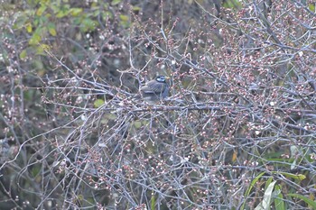 White-cheeked Starling 佐鳴湖 Sat, 2/5/2022