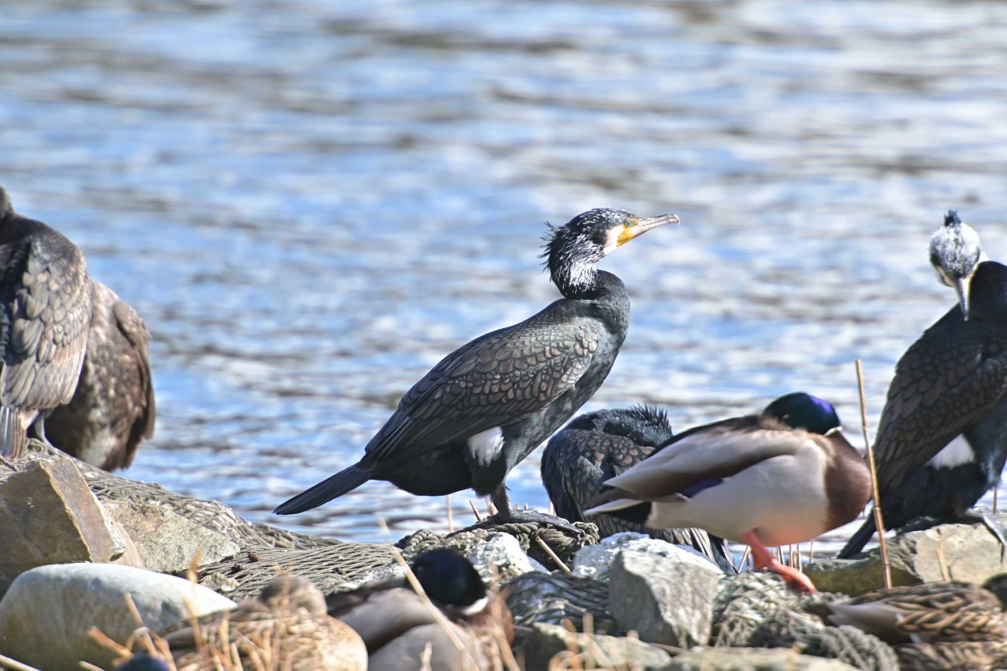 佐鳴湖 カワウの写真 by kurou