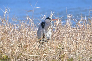 Grey Heron 佐鳴湖 Sat, 2/5/2022