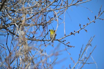 Warbling White-eye 佐鳴湖 Sat, 2/5/2022