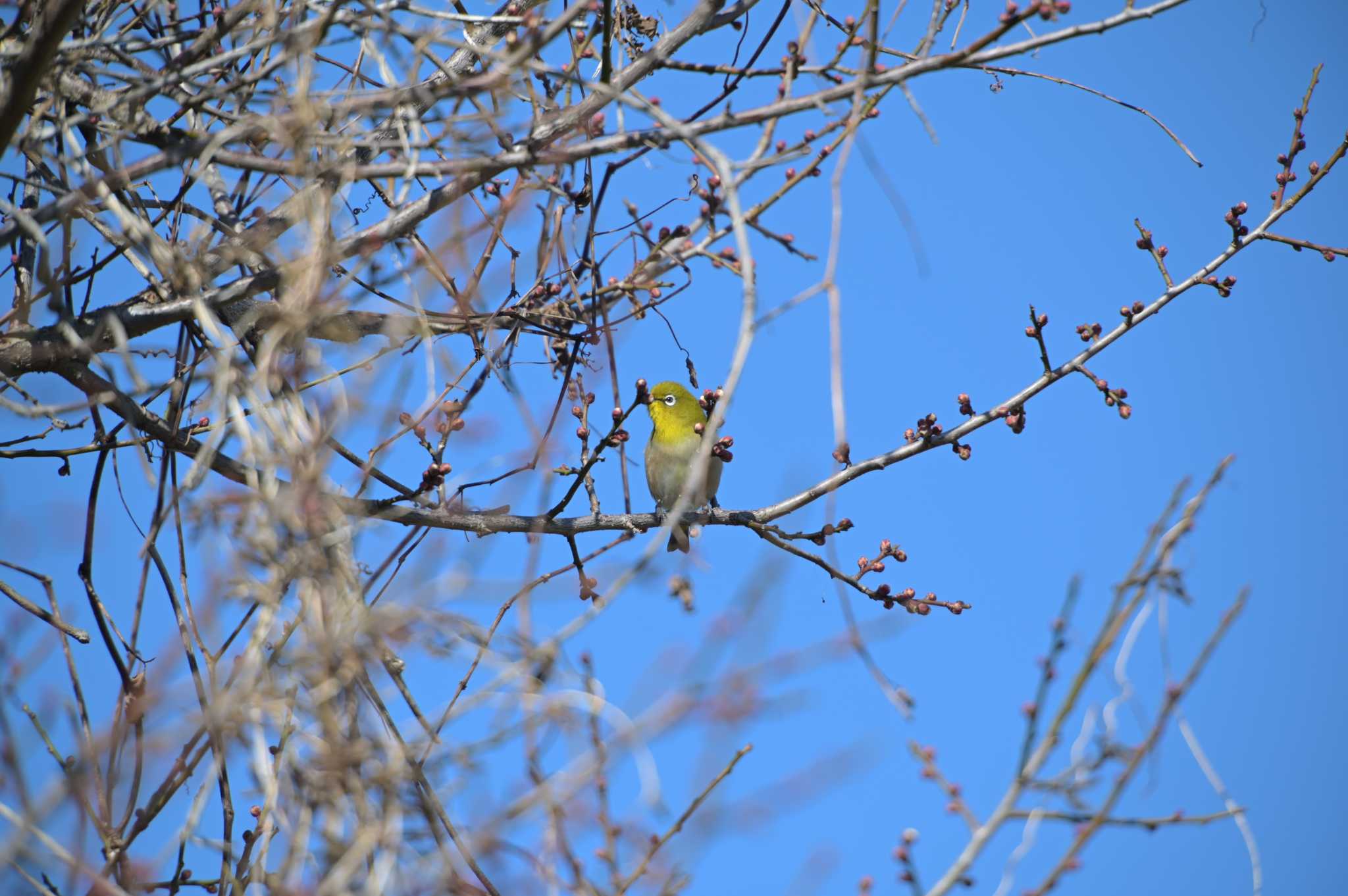 Photo of Warbling White-eye at 佐鳴湖 by kurou