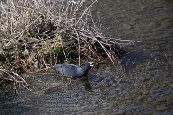 Eurasian Coot 佐鳴湖 Sat, 2/5/2022