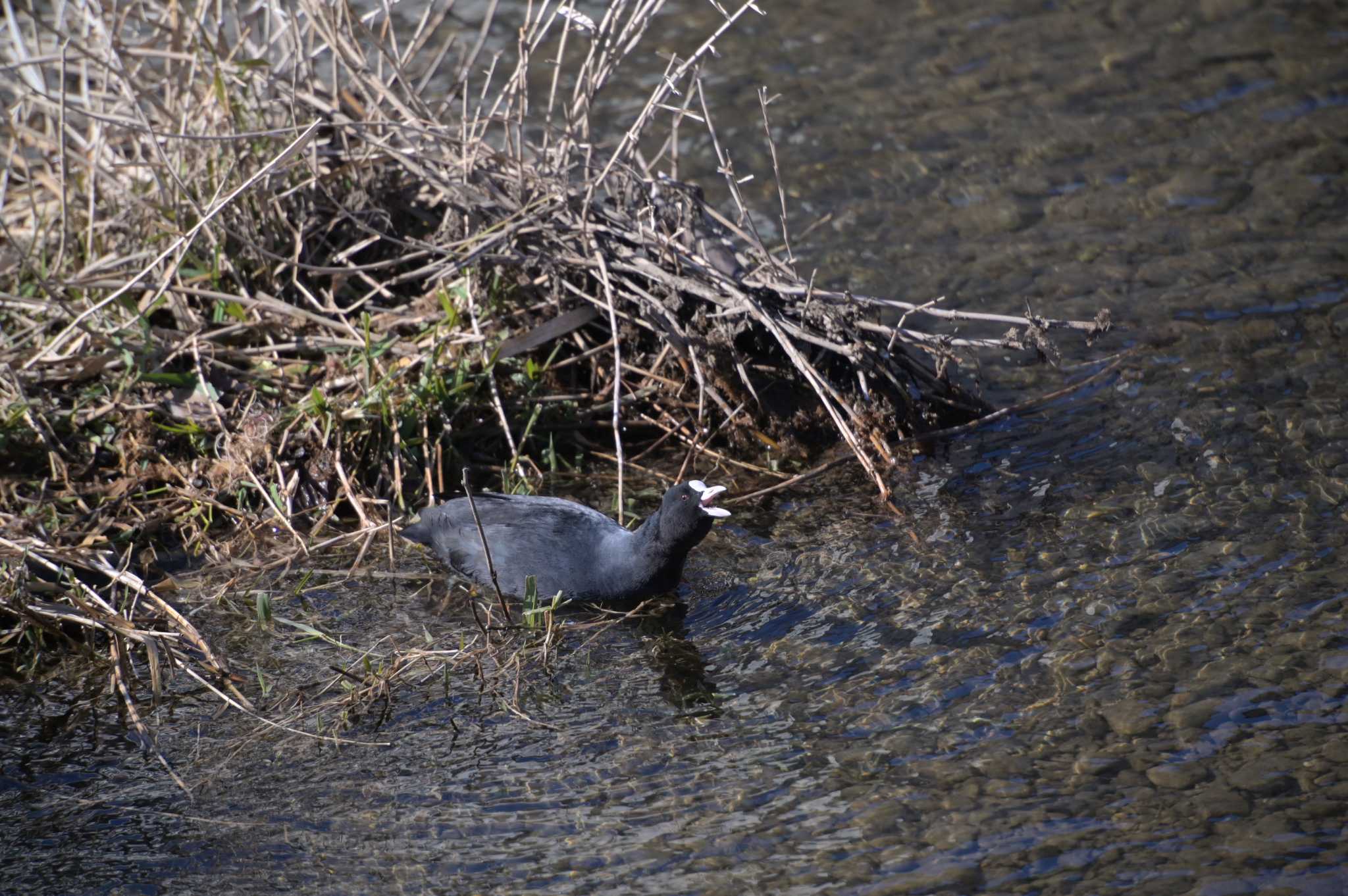 Photo of Eurasian Coot at 佐鳴湖 by kurou