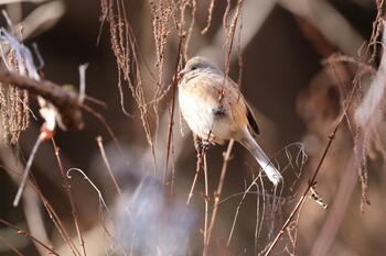 2022年2月5日(土) 早戸川林道の野鳥観察記録