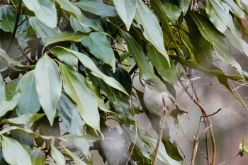 2022年1月30日(日) くろんど池の野鳥観察記録