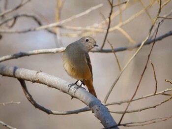 Daurian Redstart 八丁湖 Thu, 2/3/2022