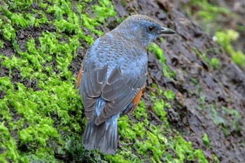 Blue Rock Thrush 三浦市 Sat, 2/5/2022