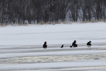 Large-billed Crow 涛沸湖 Mon, 12/26/2016