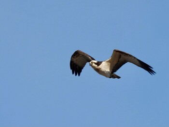 2022年2月5日(土) 安濃川河口の野鳥観察記録