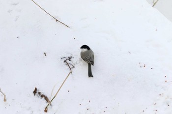 ハシブトガラ 根室市市民の森 2016年12月28日(水)