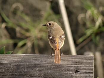 Daurian Redstart 福井県丹生郡越前町梨子ヶ平 Sat, 4/2/2016