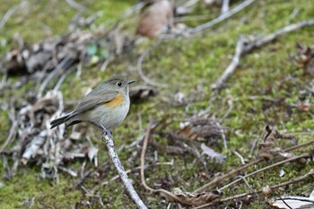 Red-flanked Bluetail Hayatogawa Forest Road Wed, 2/2/2022