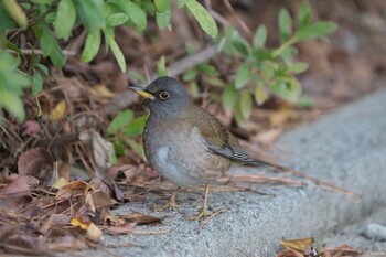 Pale Thrush 日岡山公園 Sat, 2/5/2022