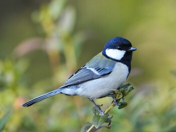 Sat, 2/5/2022 Birding report at 日岡山公園