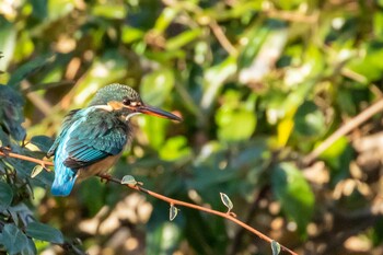 Common Kingfisher 東京都 Sat, 2/5/2022