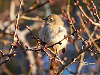 2022年2月2日(水) 野川の野鳥観察記録