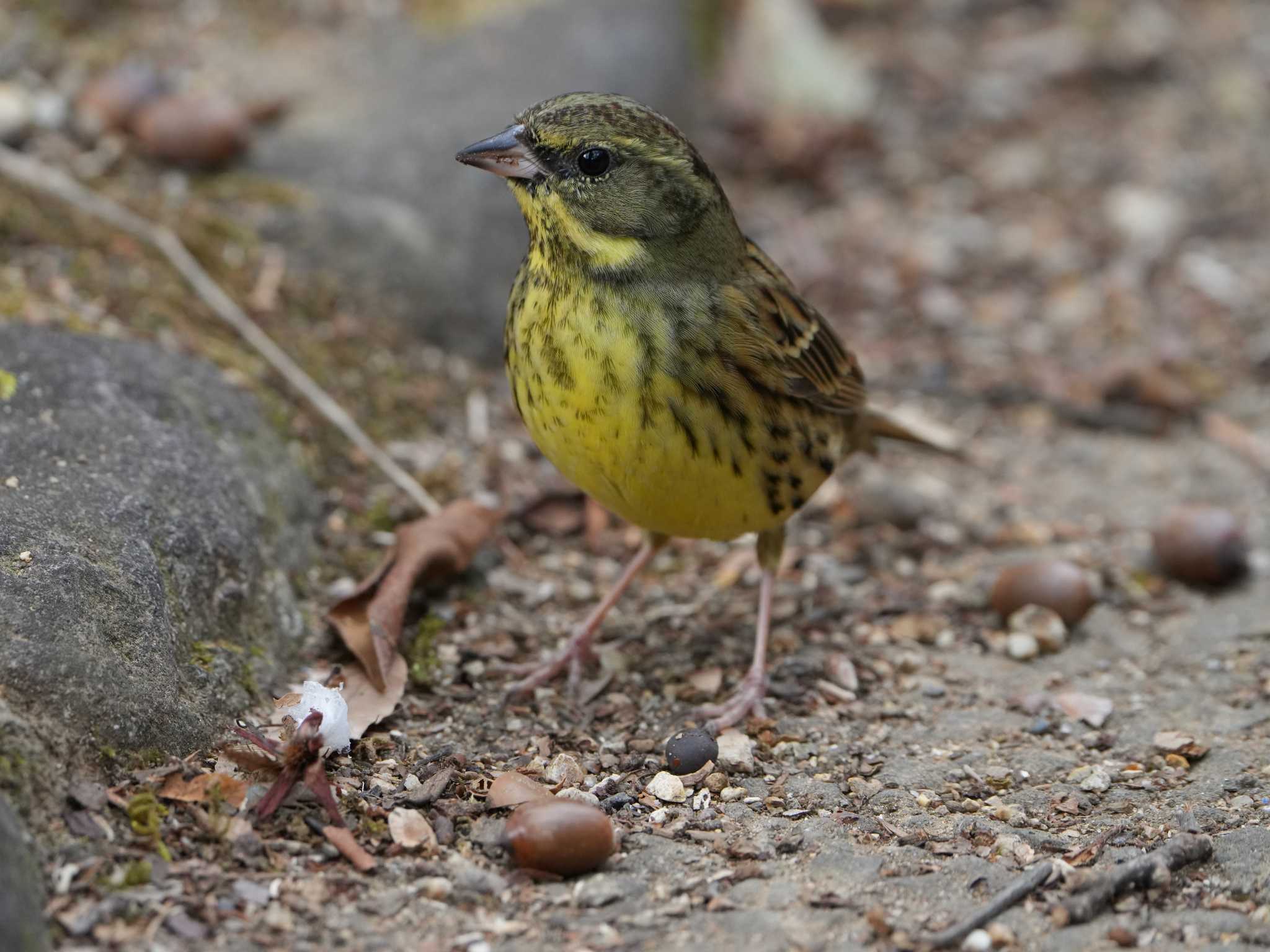 Masked Bunting