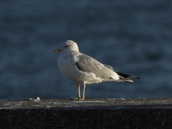 カモメ 銚子漁港 2022年2月5日(土)