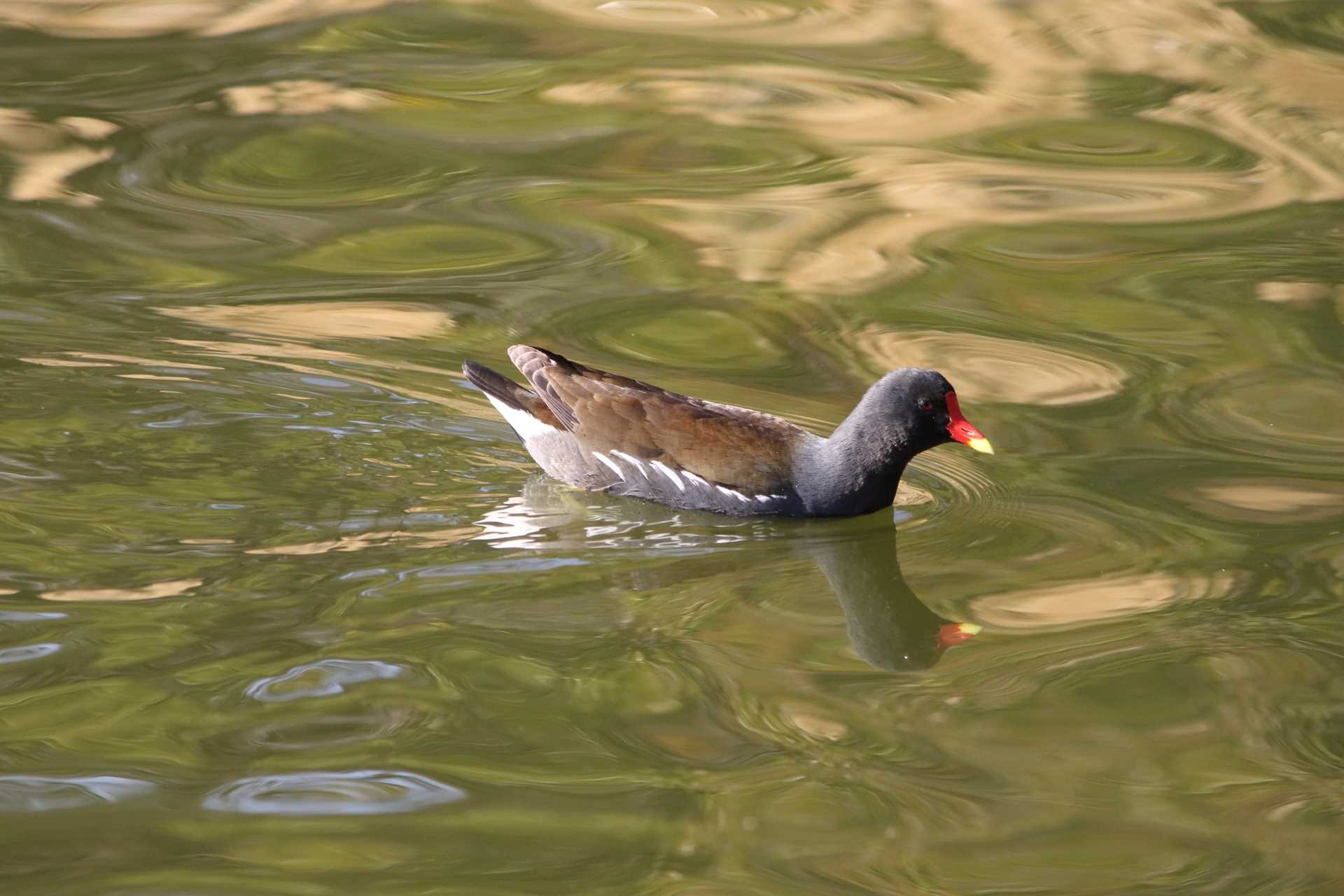 Photo of Common Moorhen at Ukima Park by マイク