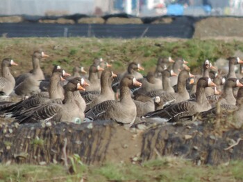 Greater White-fronted Goose 福井県坂井市東長田 Sun, 1/25/2015