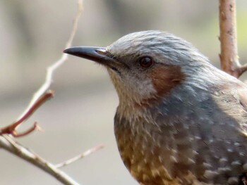 ヒヨドリ 自宅の庭とご近所の野鳥観察記録 2022年2月5日(土)