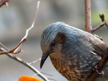 ヒヨドリ 自宅の庭とご近所の野鳥観察記録 2022年2月5日(土)