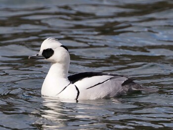 Sat, 2/5/2022 Birding report at 武田の杜