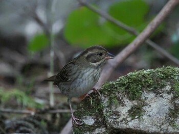 2022年1月31日(月) 不動ヶ池の野鳥観察記録