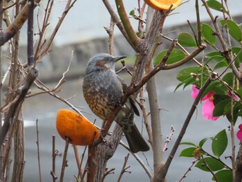 ヒヨドリ 自宅の庭とご近所の野鳥観察記録 2022年2月5日(土)