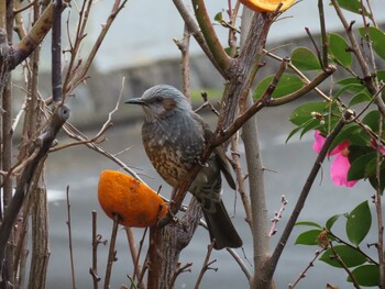 ヒヨドリ 自宅の庭とご近所の野鳥観察記録 2022年2月5日(土)